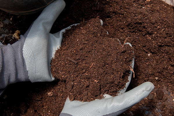 冬場の剪定作業の様子