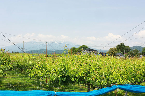 鳥海山と梨畑