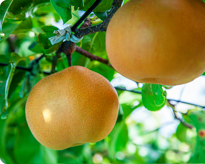 刈屋梨について